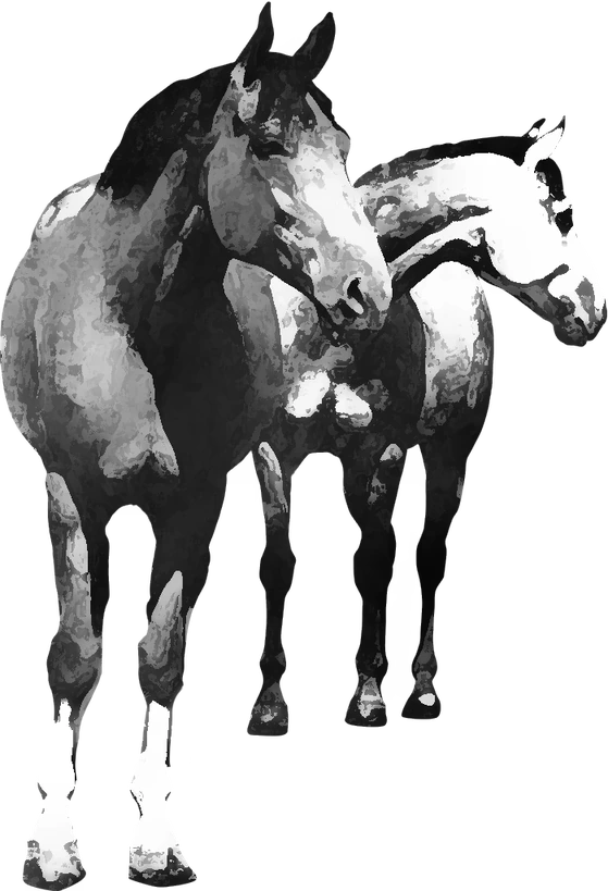 Centre équestre Poney-Club de Passieu, Saint-Romain-de-Jalionas — deux chevaux